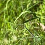 Trisetum flavescens Blatt