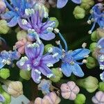 Hydrangea serrata Кветка