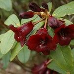 Rhododendron sanguineum Frutto