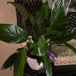 Spathiphyllum floribundum Folha