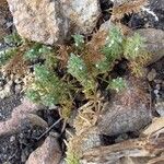 Sideritis romana Plante entière