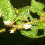 Miconia crenata Liść