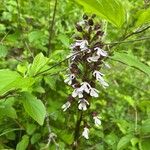 Orchis purpureaFloare