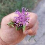 Centaurea nigrescensЦветок