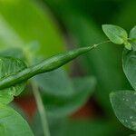 Cleome aculeata 果