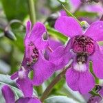 Angelonia angustifolia花