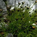 Linum flavum Leaf