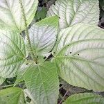 Acalypha radinostachya Other