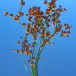 Cladium mariscus Fruit