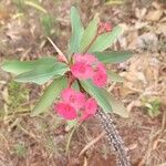 Euphorbia miliiFlower