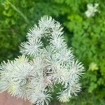 Thalictrum aquilegiifolium Flower