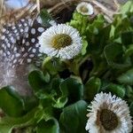 Bellis rotundifolia Flower