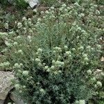 Thymus mastichina Λουλούδι