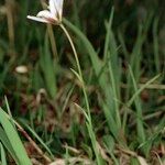 Gagea serotina Libunga