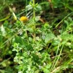 Euphrasia pectinata Habit