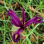 Iris reticulata Flor