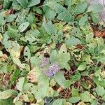 Borago officinalis Habit