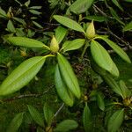 Rhododendron japonicum পাতা