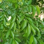 Ulmus parvifolia পাতা