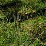 Juncus effusus Leaf