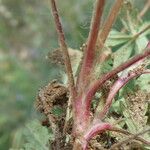 Potentilla pusilla Altro