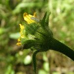 Tithonia thurberi