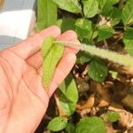 Cynoglossum germanicum Leaf