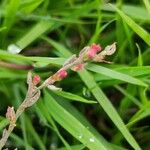 Polygonum aviculare Flower
