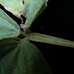 Flemingia macrophylla Folha