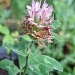 Trifolium mediumKvět