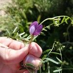 Vicia peregrina Kvet