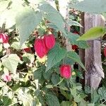 Abutilon megapotamicumFlower