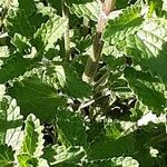 Nepeta cataria Leaf