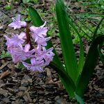 Hyacinthus orientalis Tervik taim