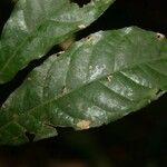 Rinorea neglecta ഇല