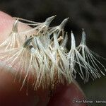 Bebbia juncea Fruit