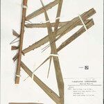 Bactris acanthocarpoides Folla