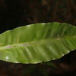 Elvasia elvasioides Leaf