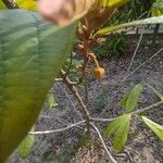 Theobroma grandiflorum Flor
