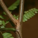 Pseudopiptadenia psilostachya Diğer