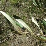 Olea europaea Blatt