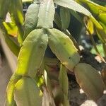 Schlumbergera bridgesii Fulla