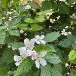 Rubus argutus Foglia
