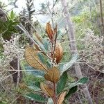 Argophyllum grunowii Habit