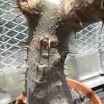 Pachypodium rosulatum Φλοιός