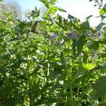 Veronica anagallis-aquatica Bark