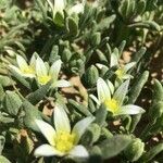 Aizoanthemum hispanicum Fleur