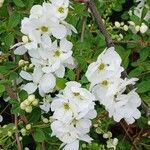 Exochorda racemosa Flor