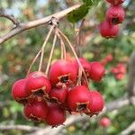 Crataegus monogyna Owoc