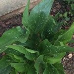 Zantedeschia albomaculata Blad